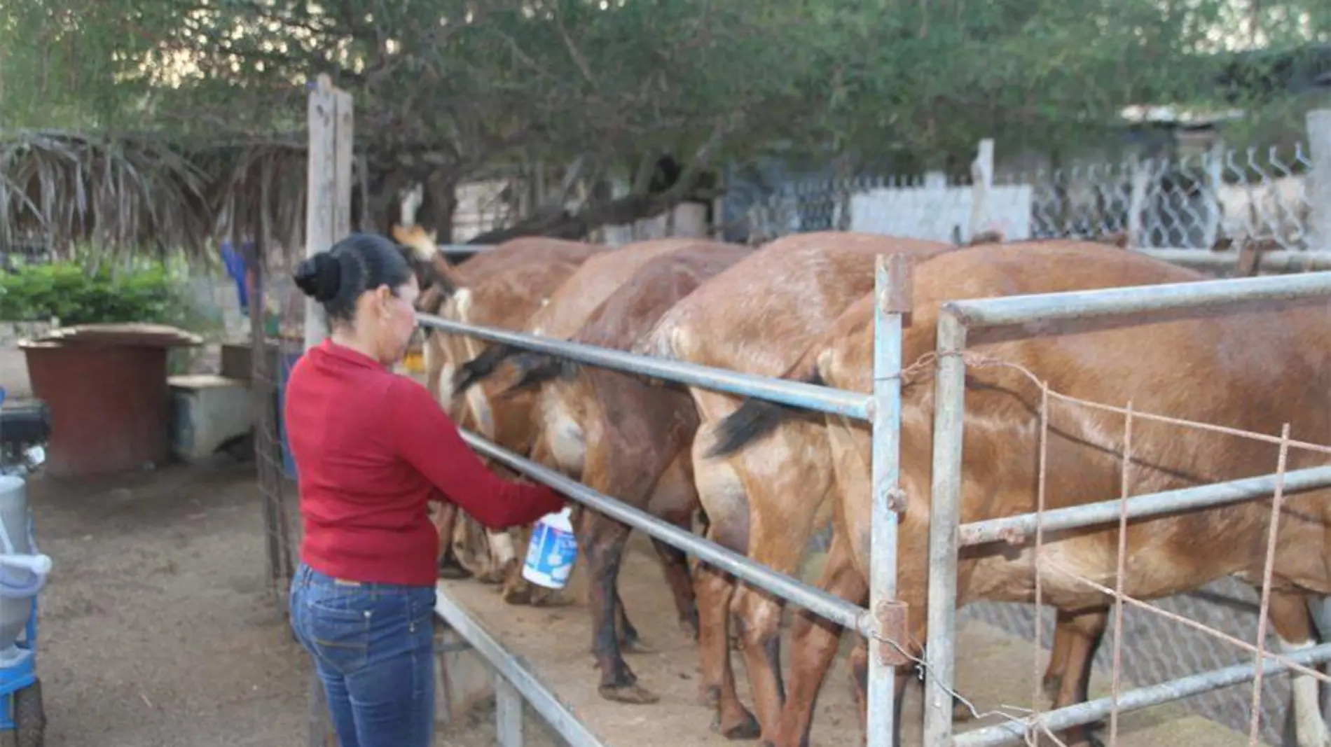 apoyos credito pequenos productores ganado reses